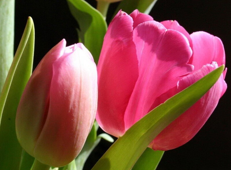 Pink tulips in sunlight