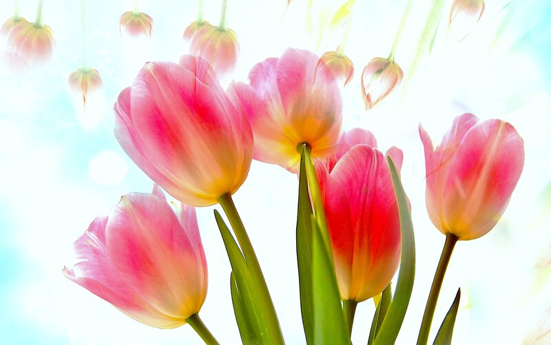 Pink tulips in sunlight