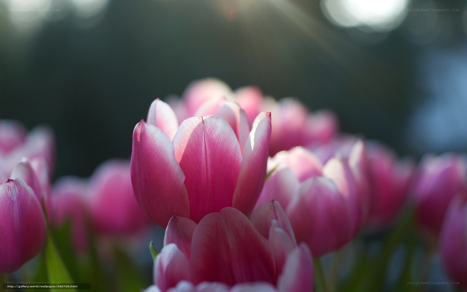 Pink tulips in sunlight