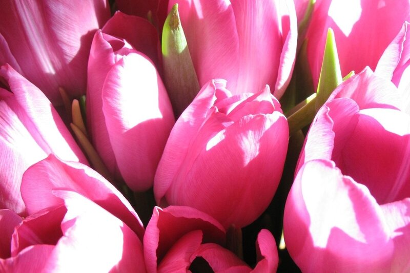 Pink Tulips in Sunlight — Bright, Afternoon