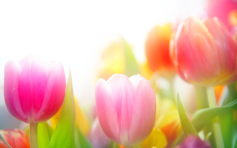 Pink Tulips in Sunlight — Bright