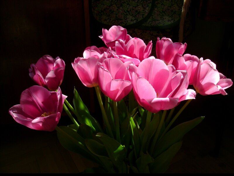 Pink Tulips in Sunlight — Dramatic, Photograph