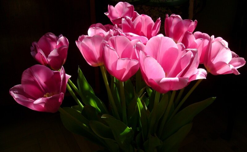 Pink Tulips in Sunlight — Dramatic