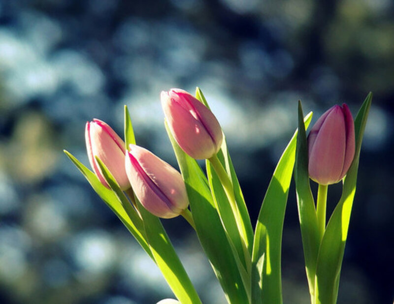 Pink Tulips in Sunlight — Serene, Morning, Photograph, Green Leaves