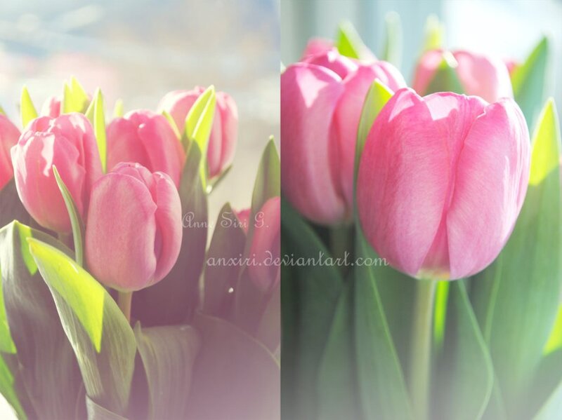 Pink Tulips in Sunlight — Serene, Morning