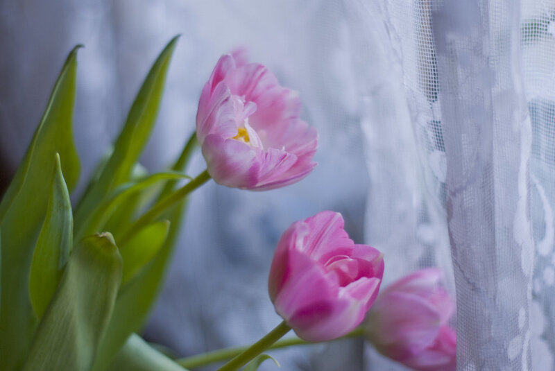 Pink Tulips in Sunlight — Serene