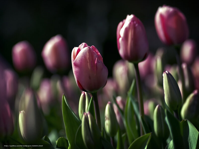 Pink tulips in sunlight