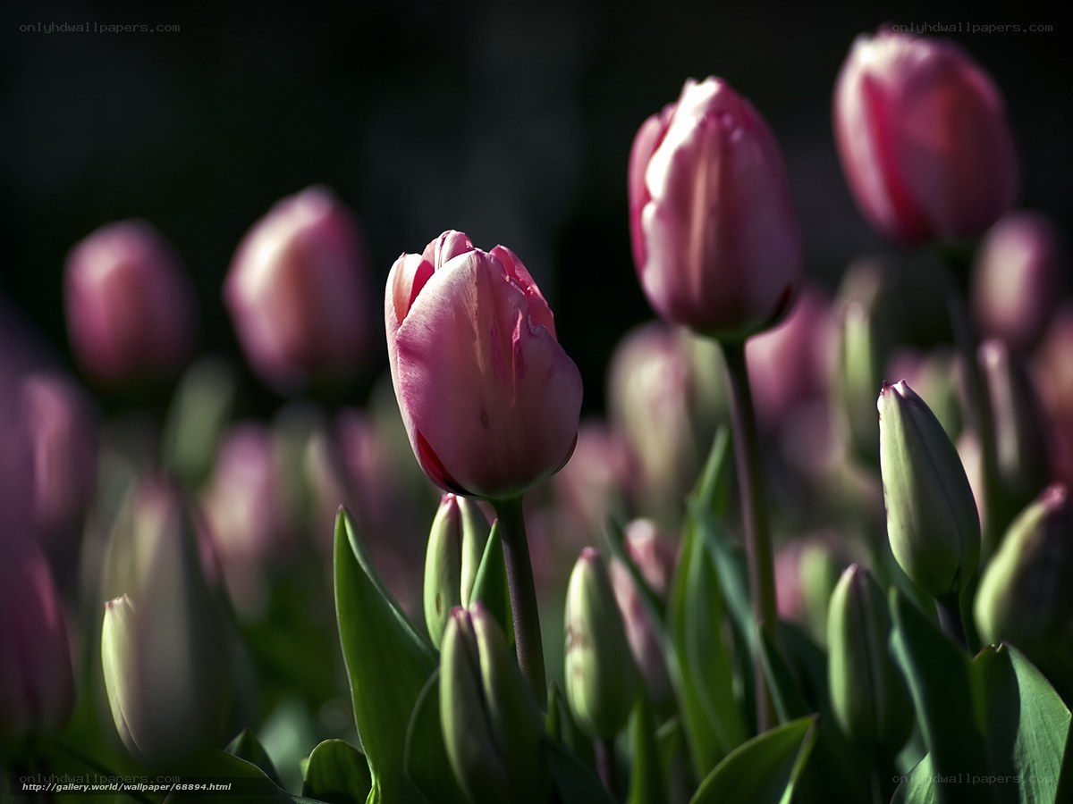 Pink tulips in sunlight
