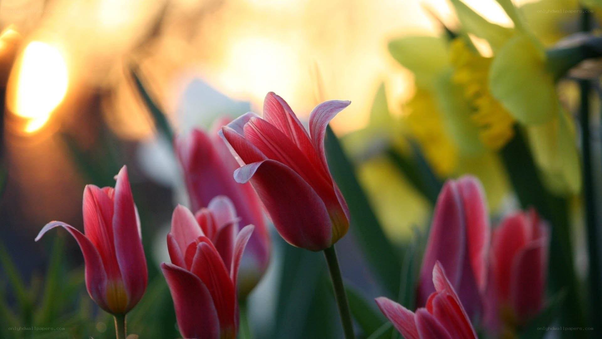 Pink tulips in sunset light