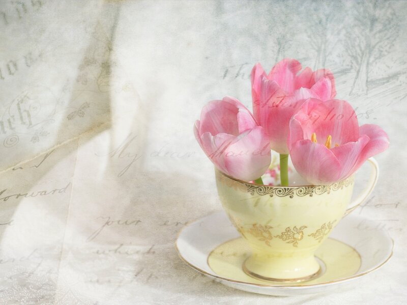 Pink Tulips in Teacup — Serene, Photograph