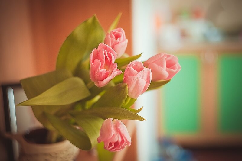 Pink Tulips in Vase — Calm, Afternoon