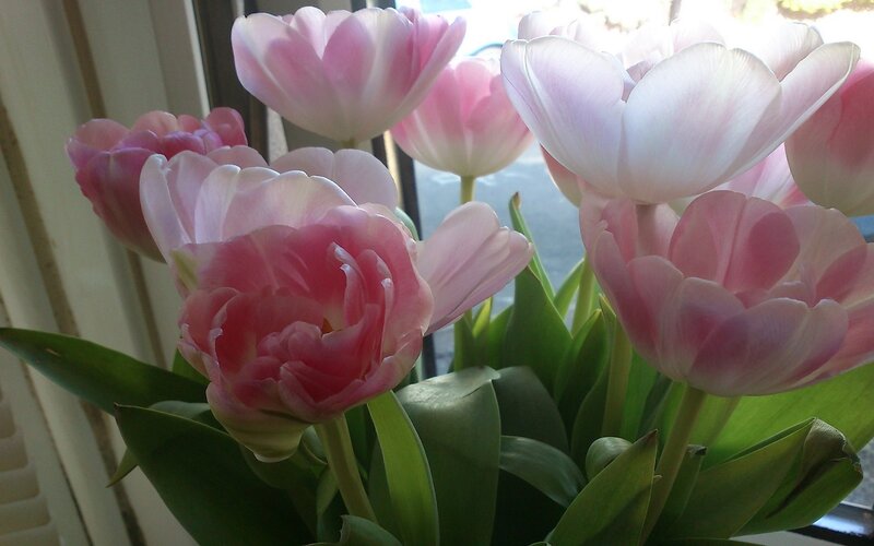 Pink Tulips in Vase — Calm, Morning