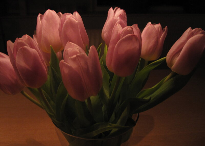 Pink Tulips in Vase — Calm, Night