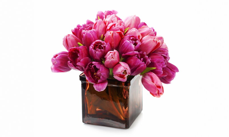 Pink Tulips in Vase — Calm, Photograph, Flowers, White Background