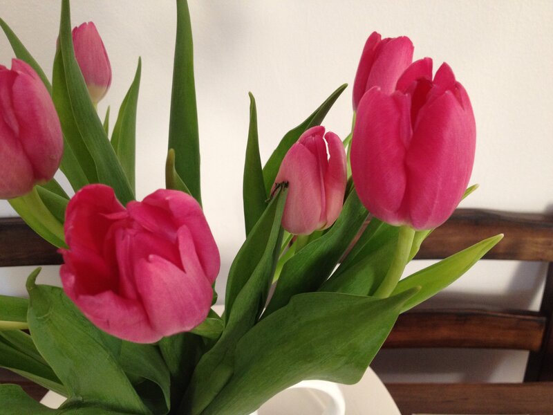 Pink Tulips in Vase — Calm, Photograph, Green Leaves, Wooden Chair