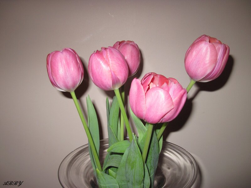 Pink Tulips in Vase — Calm, Photograph, Green Stems