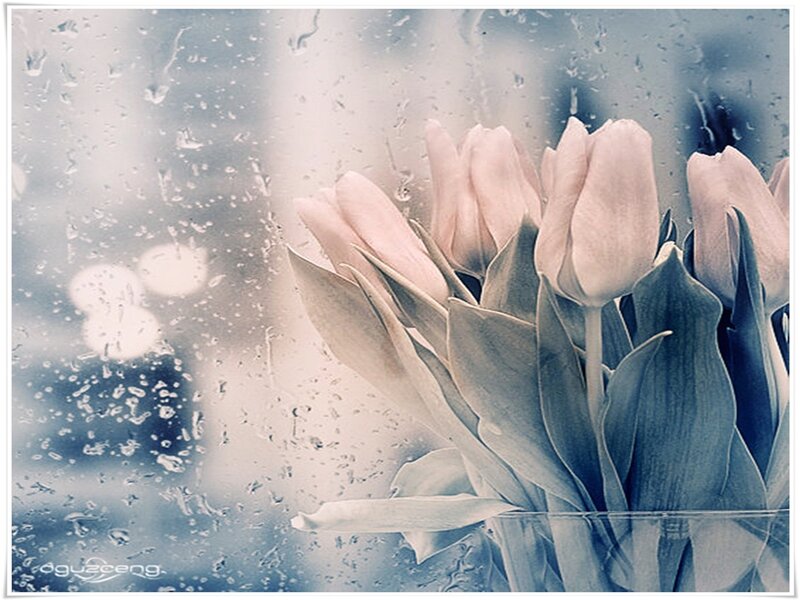 Pink Tulips in Vase — Calm, Photograph, Raindrops