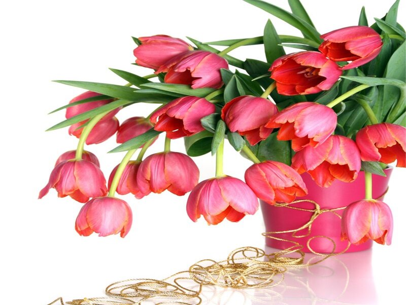 Pink Tulips in Vase — Calm, Photograph