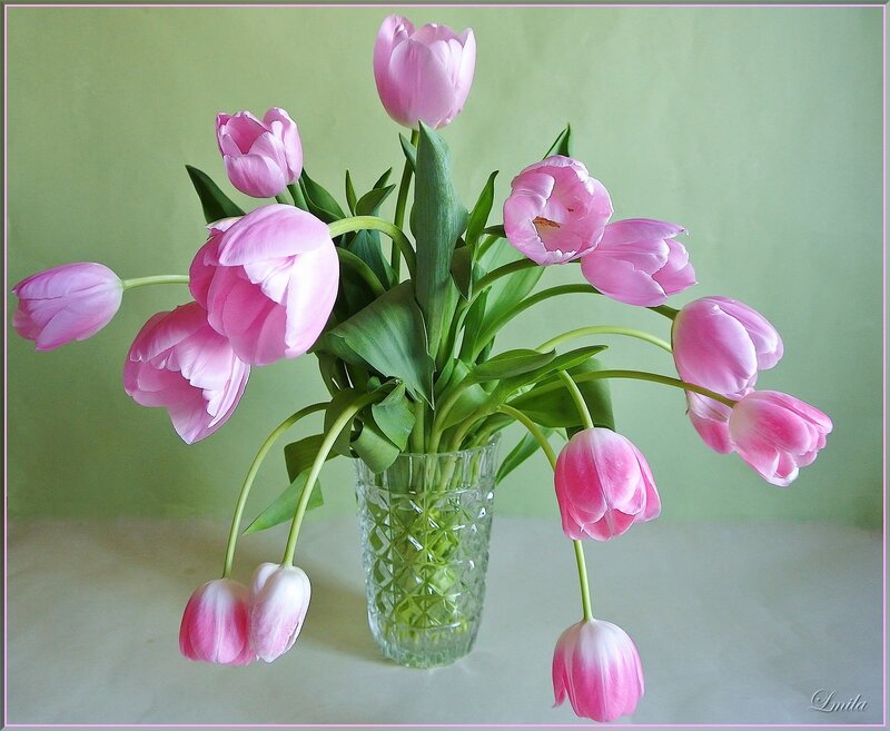 Pink Tulips in Vase — Calm, Spring, Photograph, Green Leaves, Table