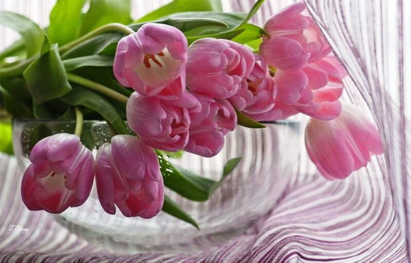 Pink Tulips in Vase — Calm, Spring, Photograph, Green Leaves