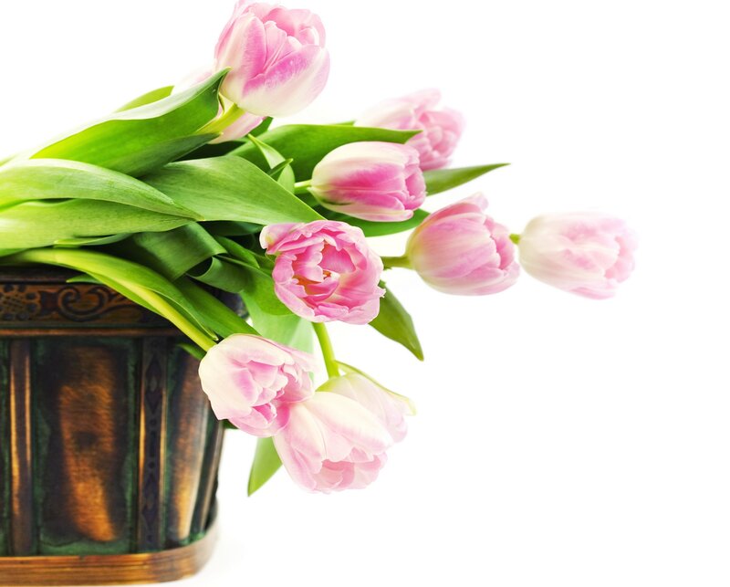 Pink Tulips in Vase — Calm, Spring