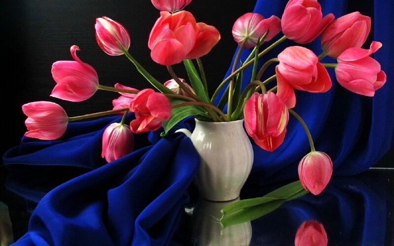 Pink Tulips in Vase — Dramatic, Photograph, Blue Cloth, Green Leaves