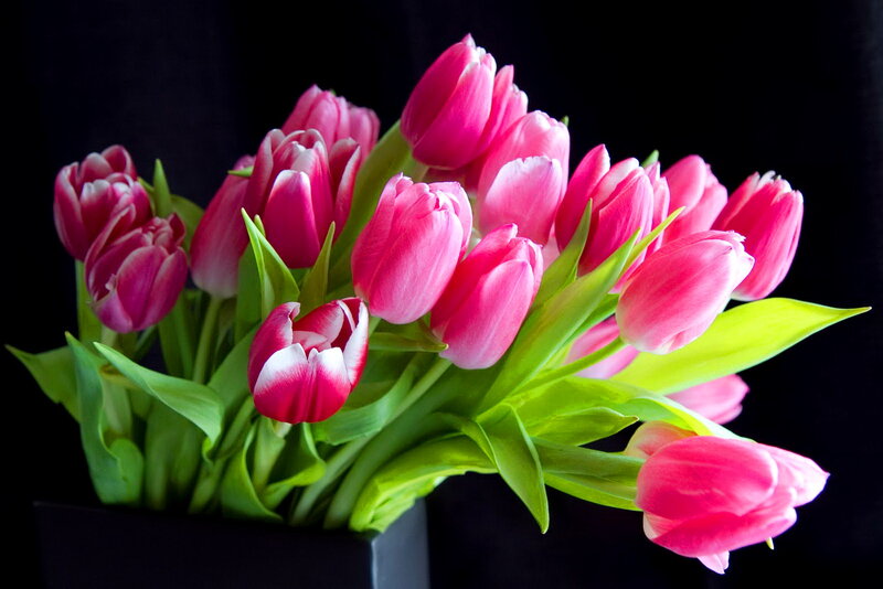 Pink Tulips in Vase — Dramatic, Photograph, Green Leaves