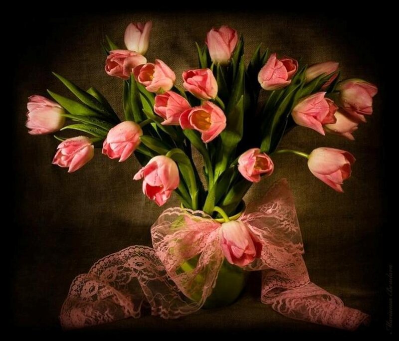 Pink Tulips in Vase — Dramatic, Photograph, Lace Bow