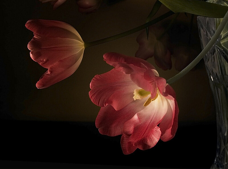 Pink Tulips in Vase — Red, Dramatic