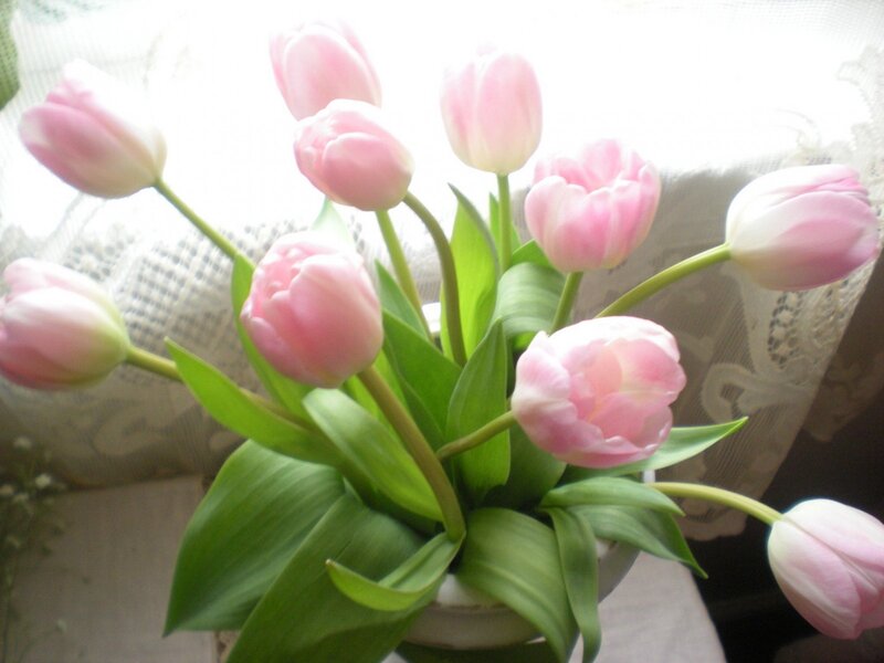 Pink Tulips in Vase — Serene, Morning, Photograph, Leaves