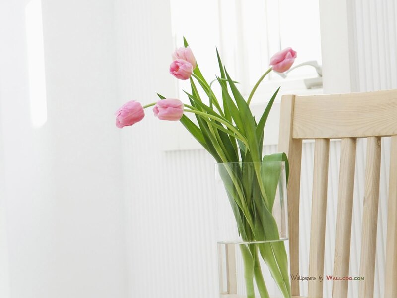 Pink Tulips in Vase — Serene, Morning, Photograph