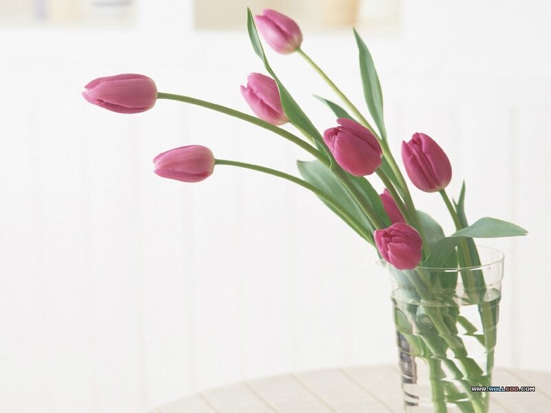 Pink Tulips in Vase — Serene, Morning
