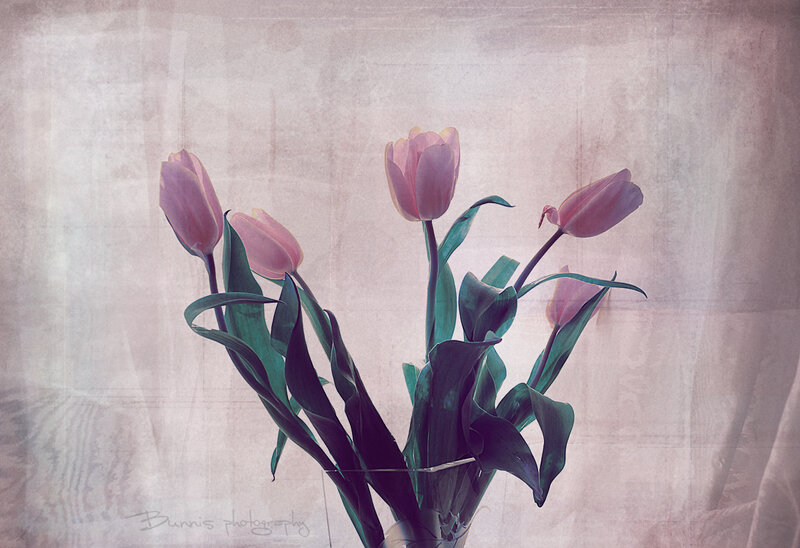 Pink Tulips in Vase — Serene, Photograph, Leaves