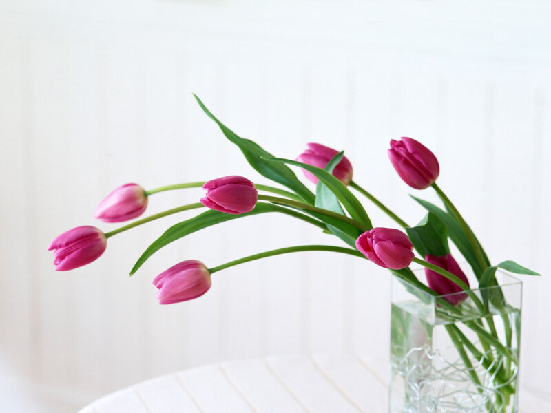 Pink Tulips in Vase — Serene, Photograph, Table