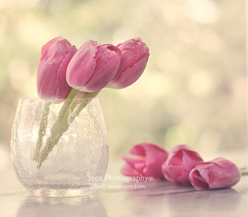 Pink Tulips in Vase — Serene, Spring, Photograph, Table