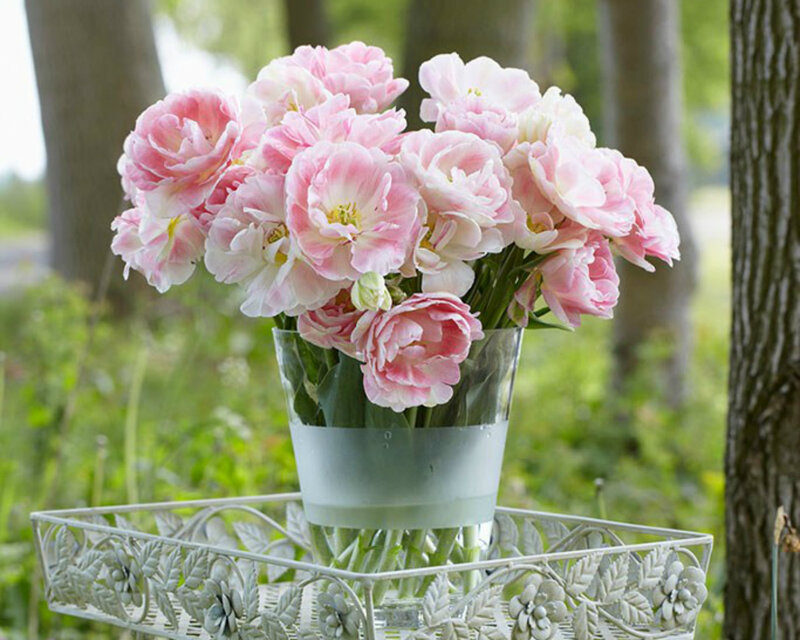 Pink Tulips in Vase — Serene, Spring, Photograph, Table, Trees