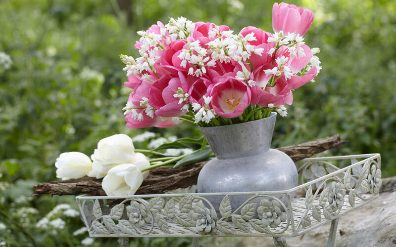 Pink Tulips in Vase — Serene, Spring, Photograph, White Flowers