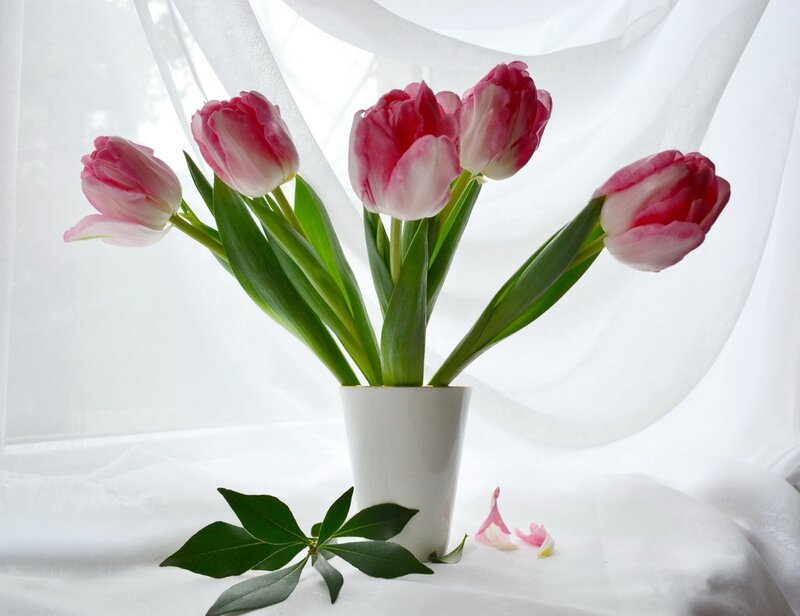 Pink Tulips in Vase — White