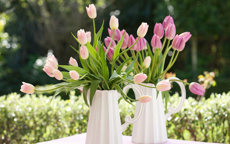 Pink Tulips in Vases — Serene, Afternoon