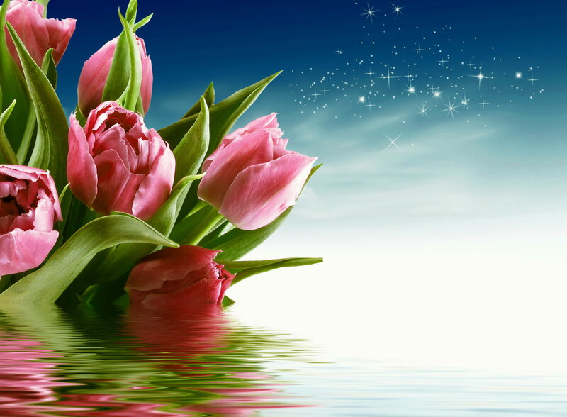 Pink Tulips in Water — Serene, Night