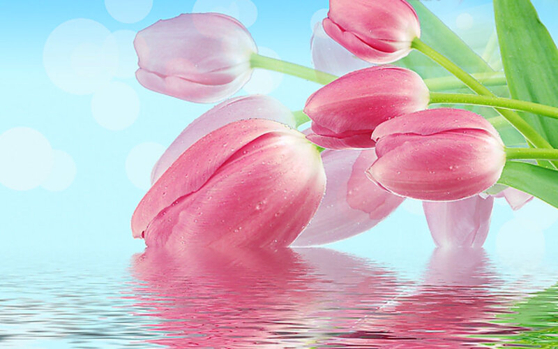 Pink Tulips in Water — Serene, Spring