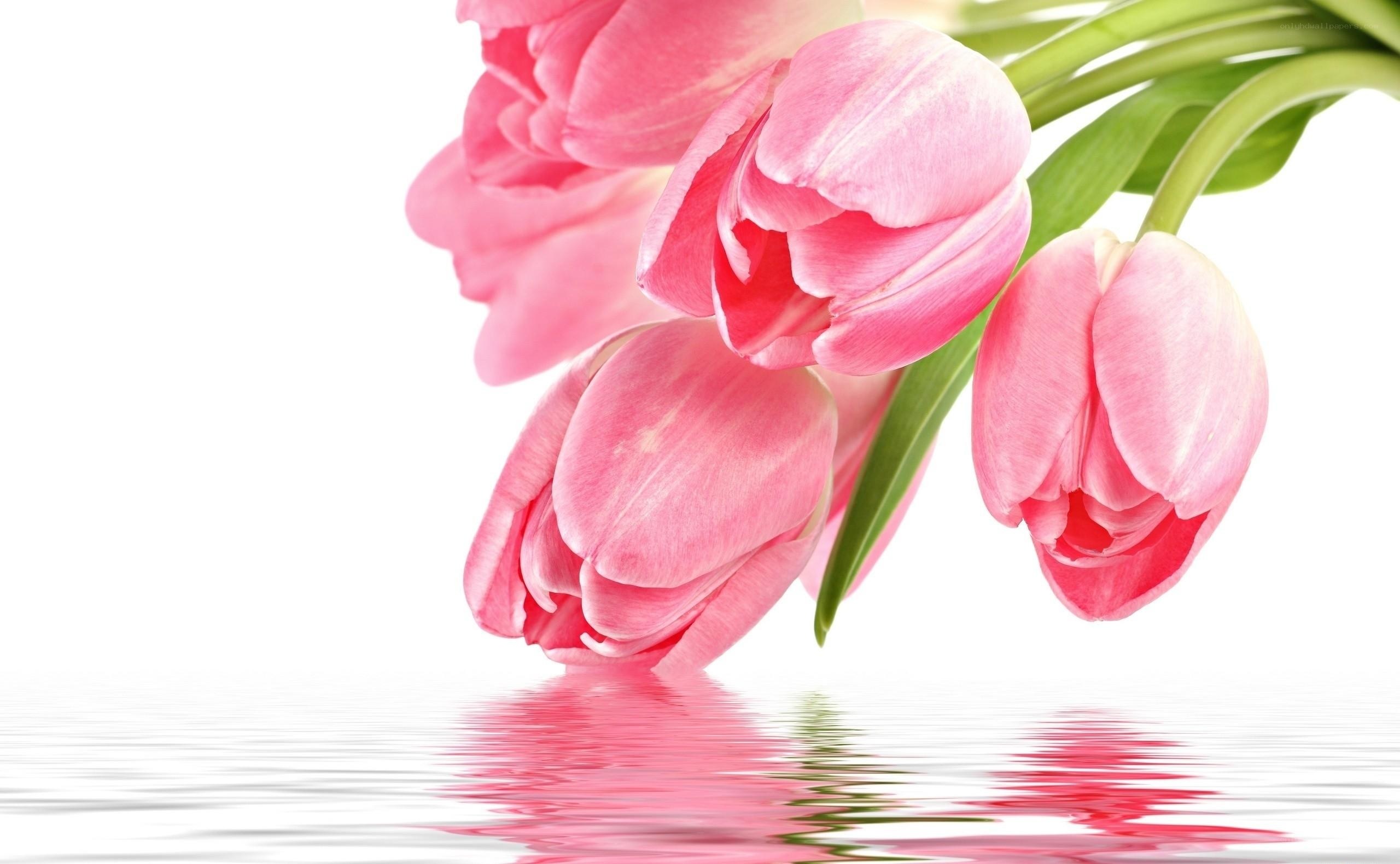 Pink tulips in water