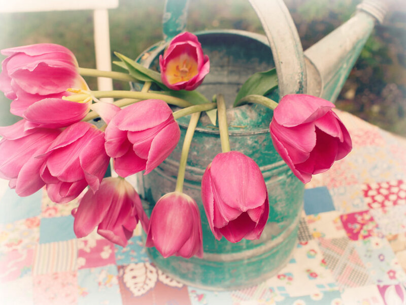 Pink Tulips in Watering Can