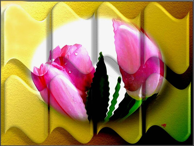 Pink Tulips in Yellow