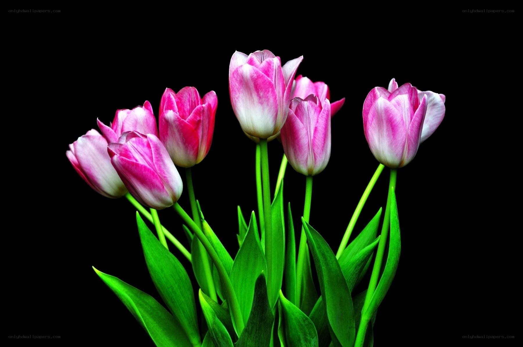 Pink tulips on black background