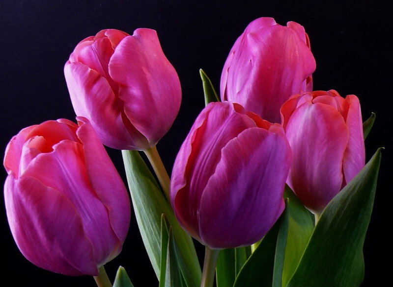 Pink tulips on black background