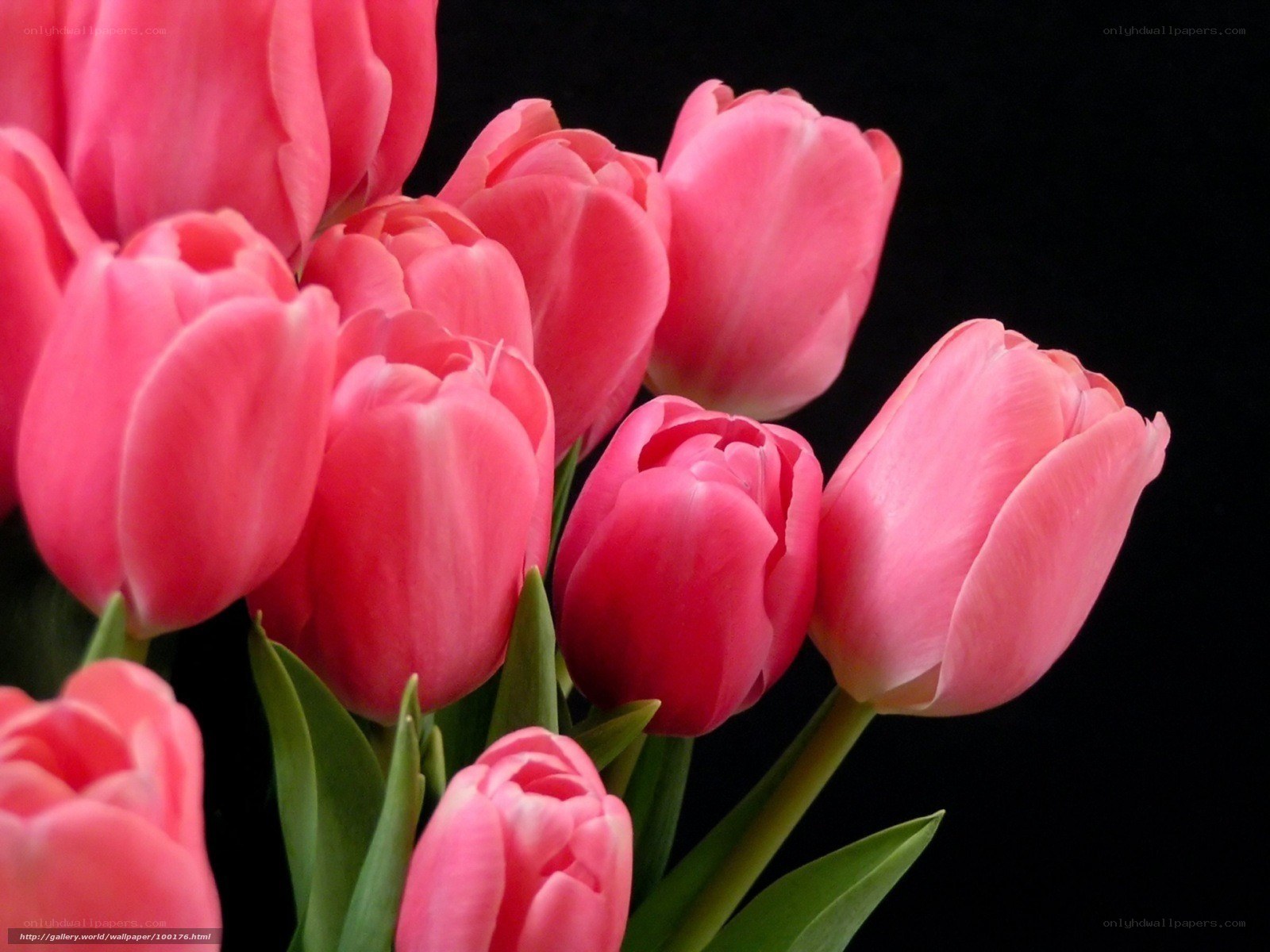 Pink tulips on black background