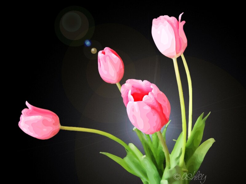 Pink Tulips on Black — Dramatic, Digital Art