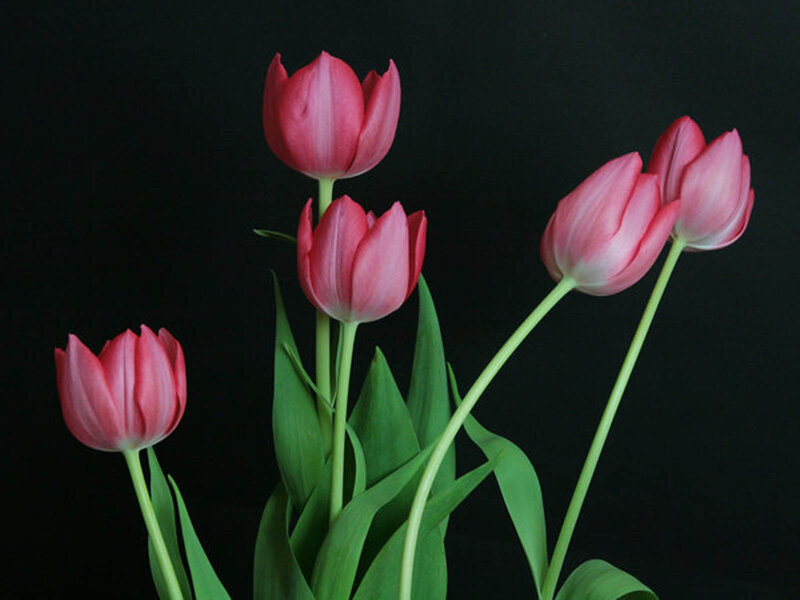 Pink Tulips on Black — Dramatic, Photograph, Green Stems