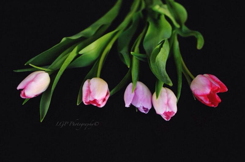 Pink Tulips on Black — Dramatic, Photograph